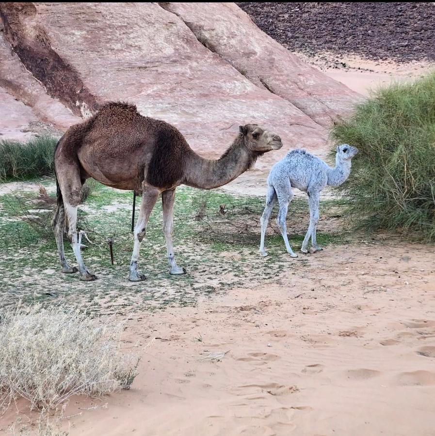 Wadi Rum Desert Camp Экстерьер фото